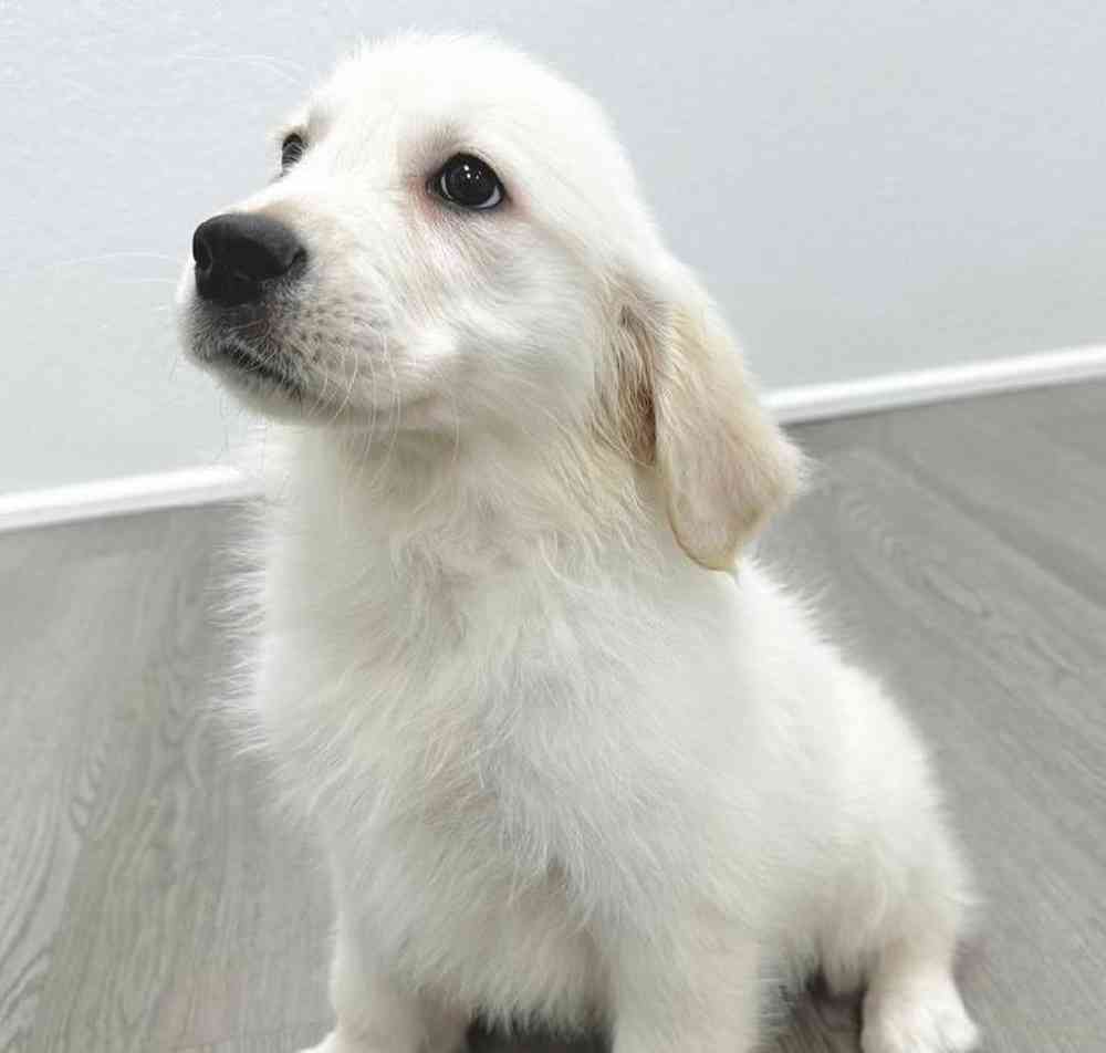 Female Golden Retriever Puppy for Sale in Little Rock, AR