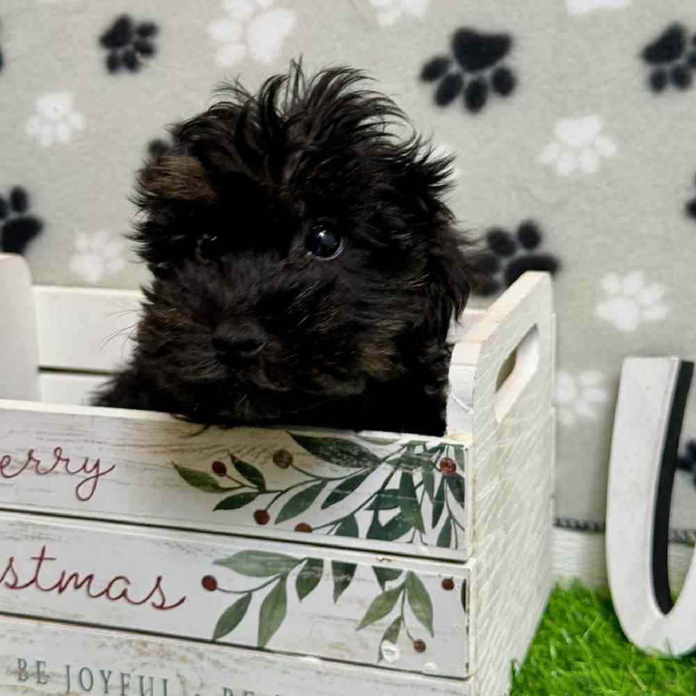 Female Yorkie-Poo Puppy for Sale in ,