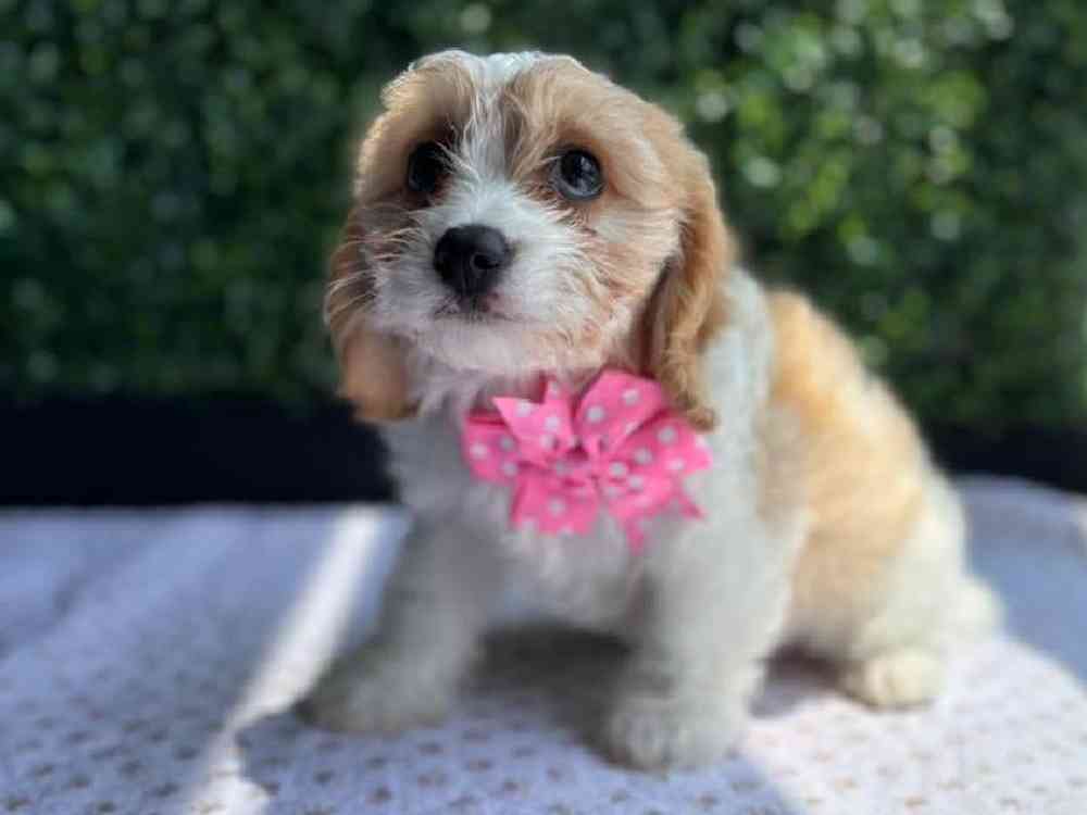 Female Cavachon Puppy for Sale in Little Rock, AR