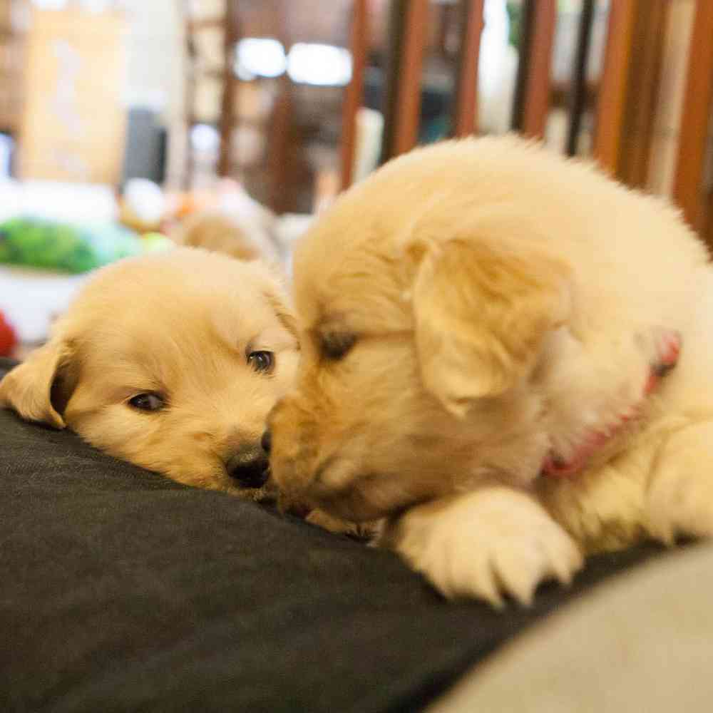 Golden Retriever Puppies for Sale
