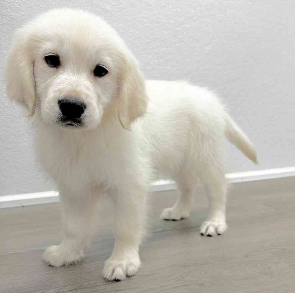 Female Golden Retriever Puppy for Sale in Little Rock, AR