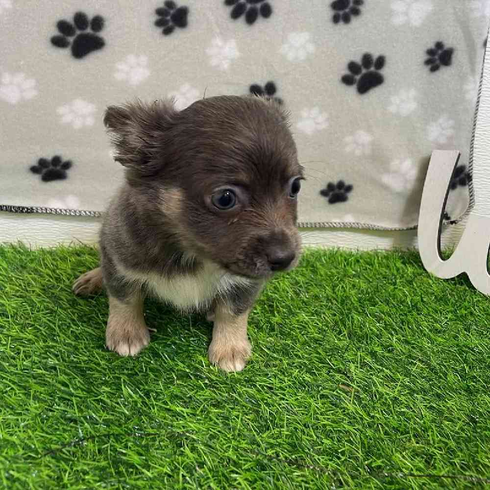 Male Chihuahua Puppy for Sale in ,