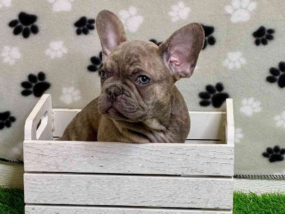 Male French Bulldog Puppy for Sale in ,