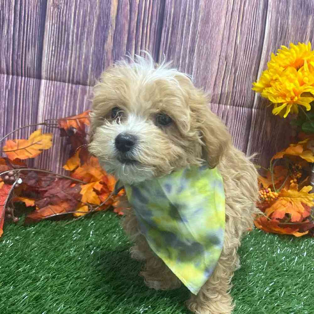 Male Mini Goldendoodle Puppy for Sale in Little Rock, AR