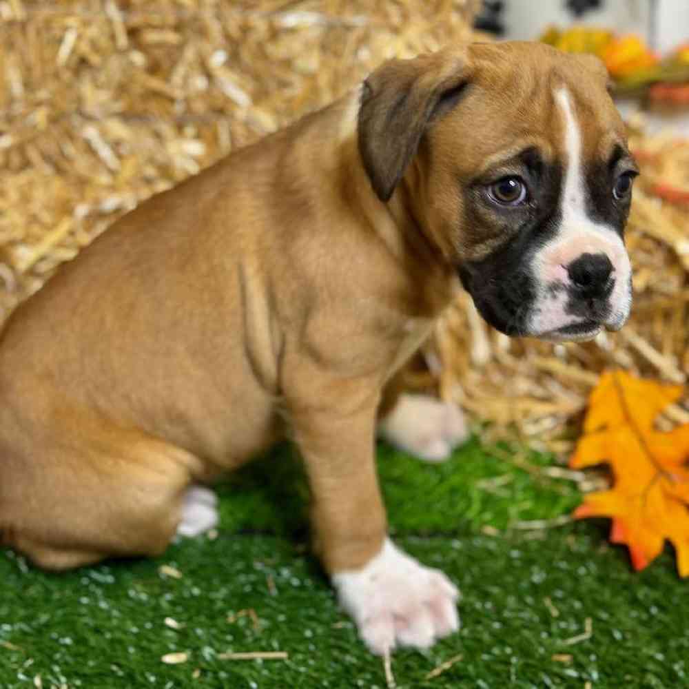 Male Boxer Puppy for Sale in Carrollton, TX