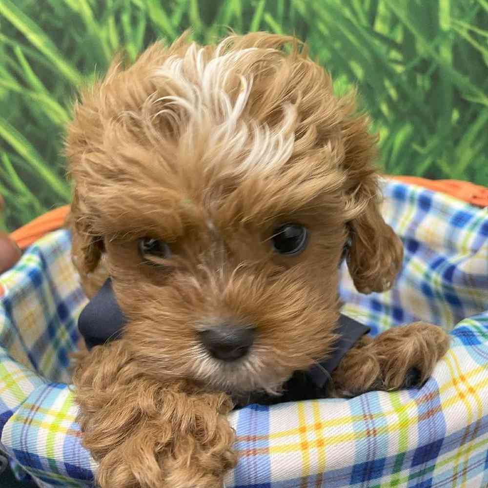 Male Cavapoo Puppy for Sale in Little Rock, AR