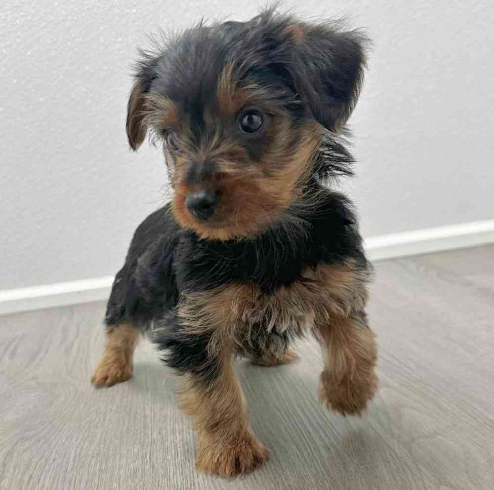 Male Yorkie Puppy for Sale in Little Rock, AR
