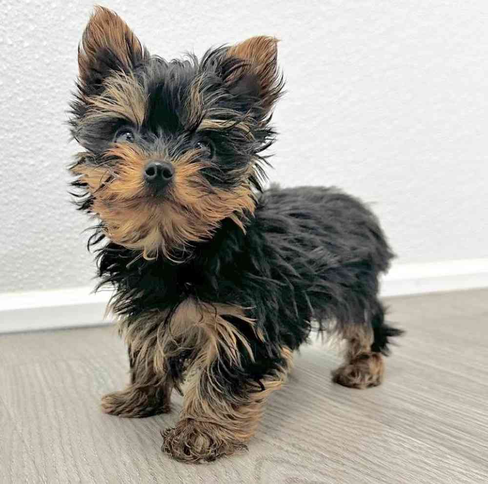 Male Yorkie Puppy for Sale in Little Rock, AR