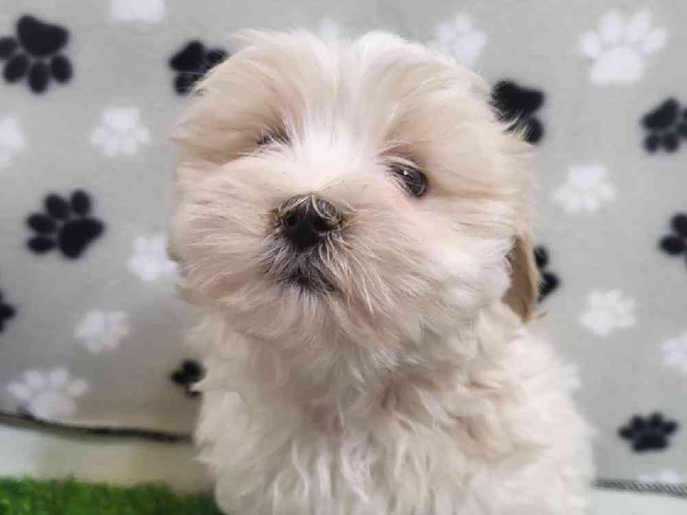 Male Malshi Puppy for Sale in ,