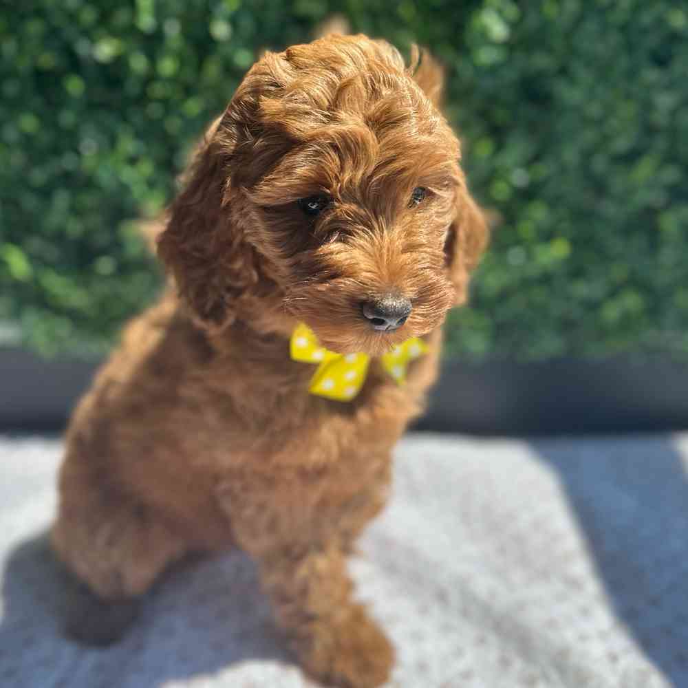 Goldendoodle (F1B) image