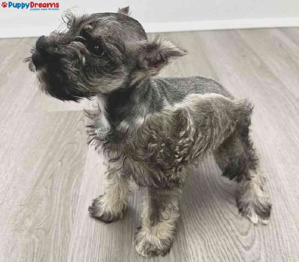 Female Mini Schnauzer Puppy for Sale in Little Rock, AR