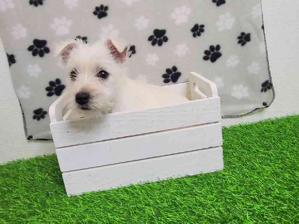 Female West Highland White Terrier Puppy for Sale in ,