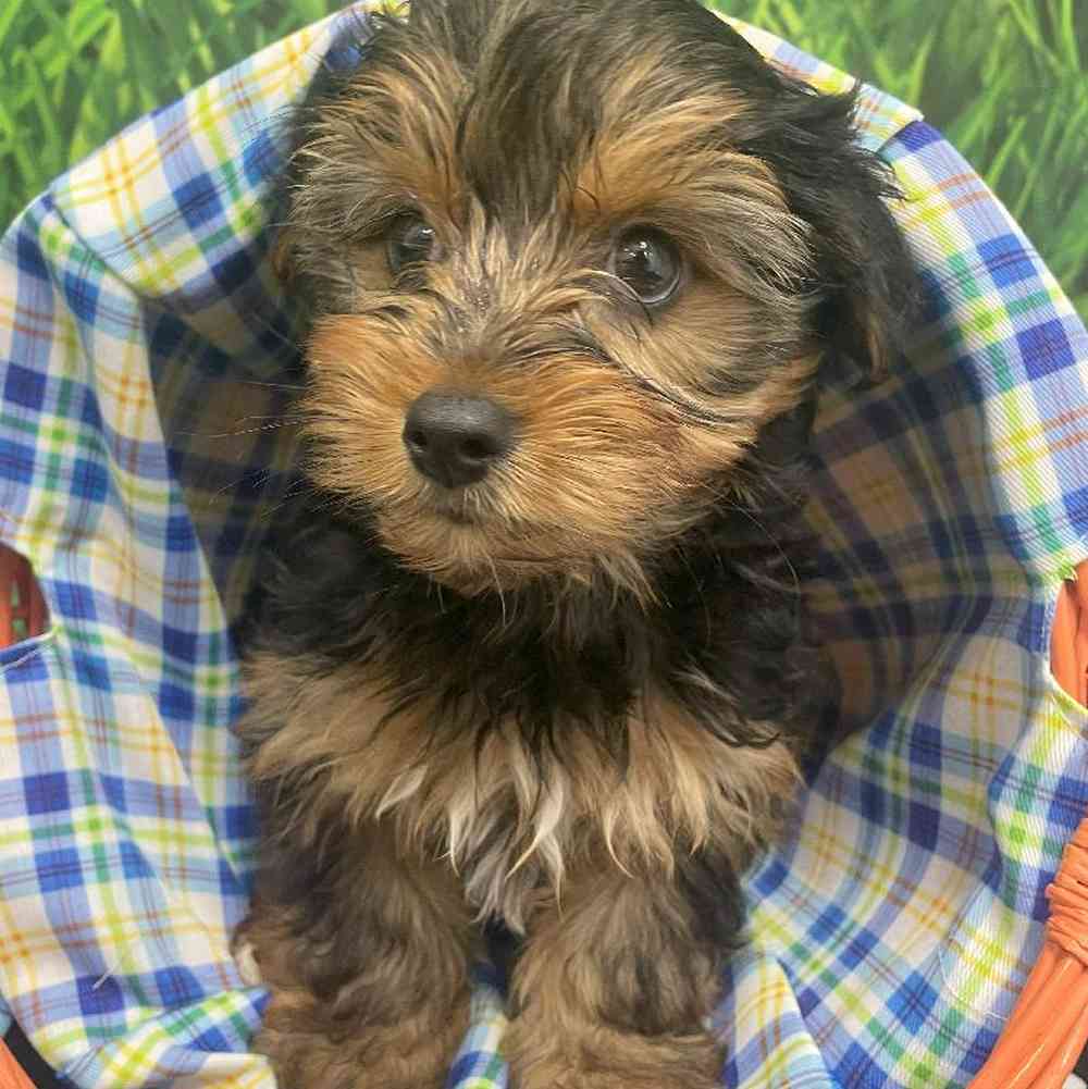 Male Yorkie Puppy for Sale in Little Rock, AR