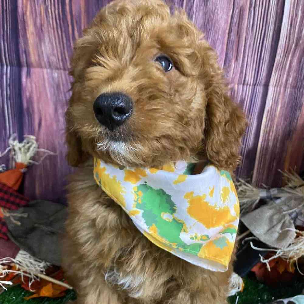 Male Goldendoodle (F1B) Puppy for Sale in Little Rock, AR