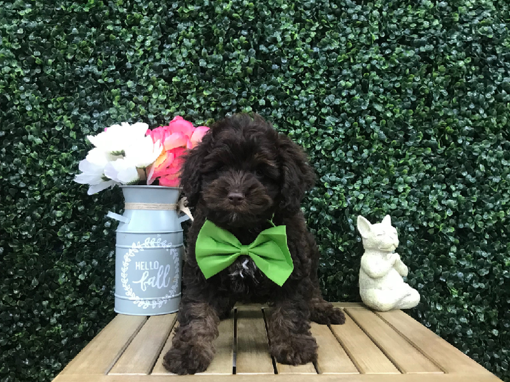 Male Cockapoo Puppy for Sale in Little Rock, AR