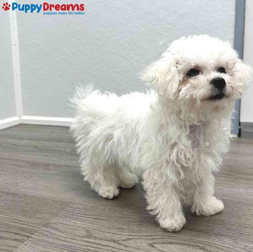 Female Bichon Puppy for Sale in Little Rock, AR