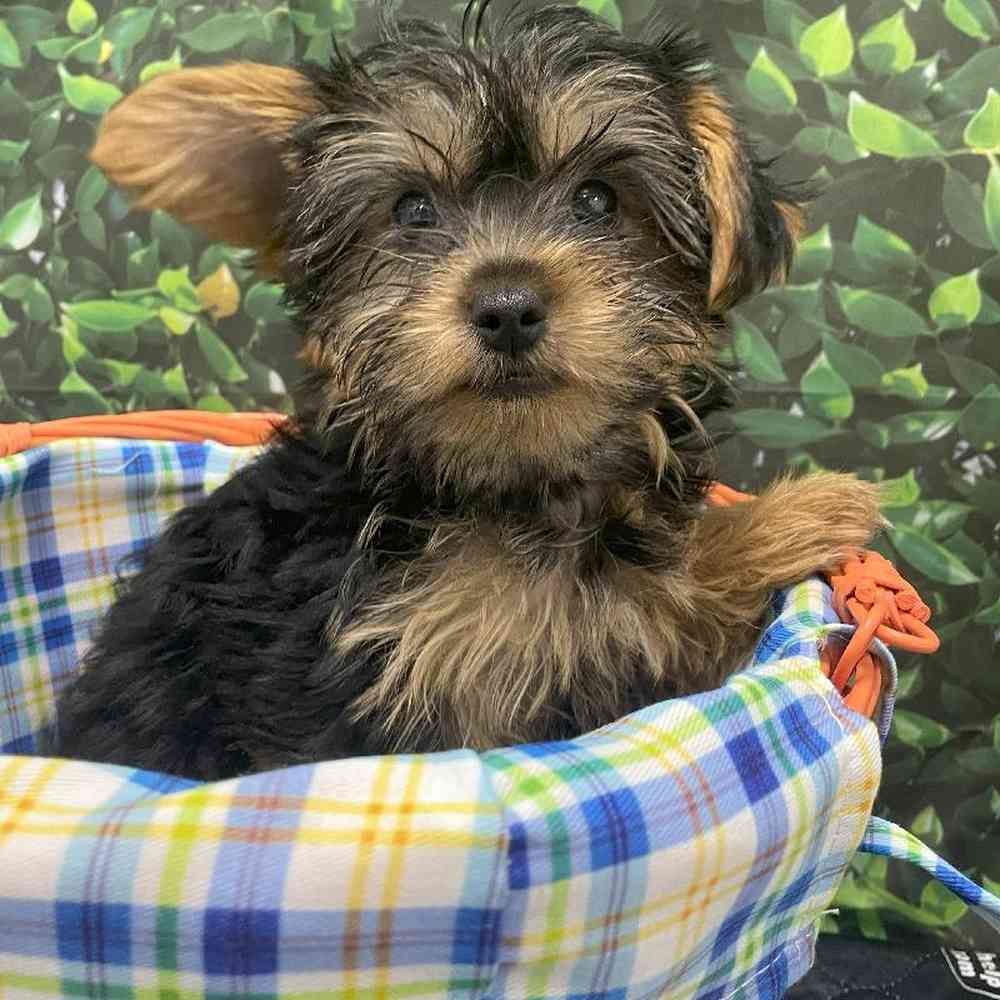 Male Yorkie Puppy for Sale in Little Rock, AR