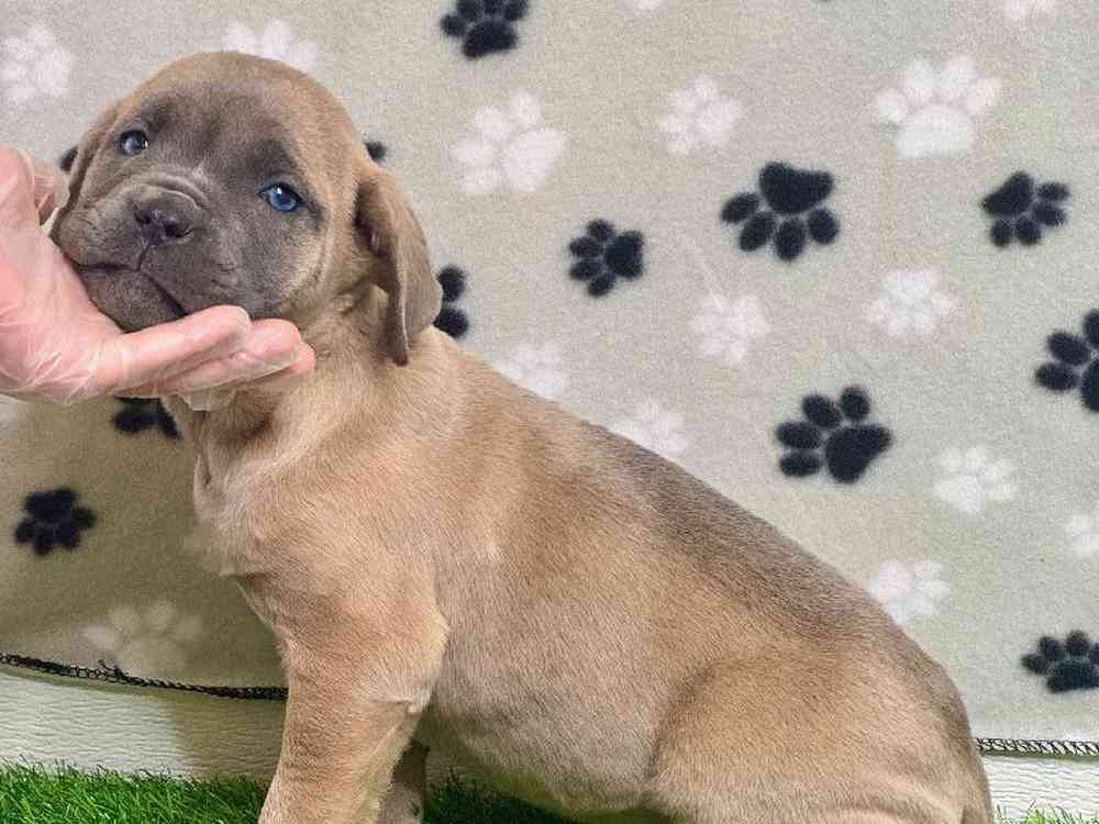 Female Cane Corso Puppy for Sale in ,