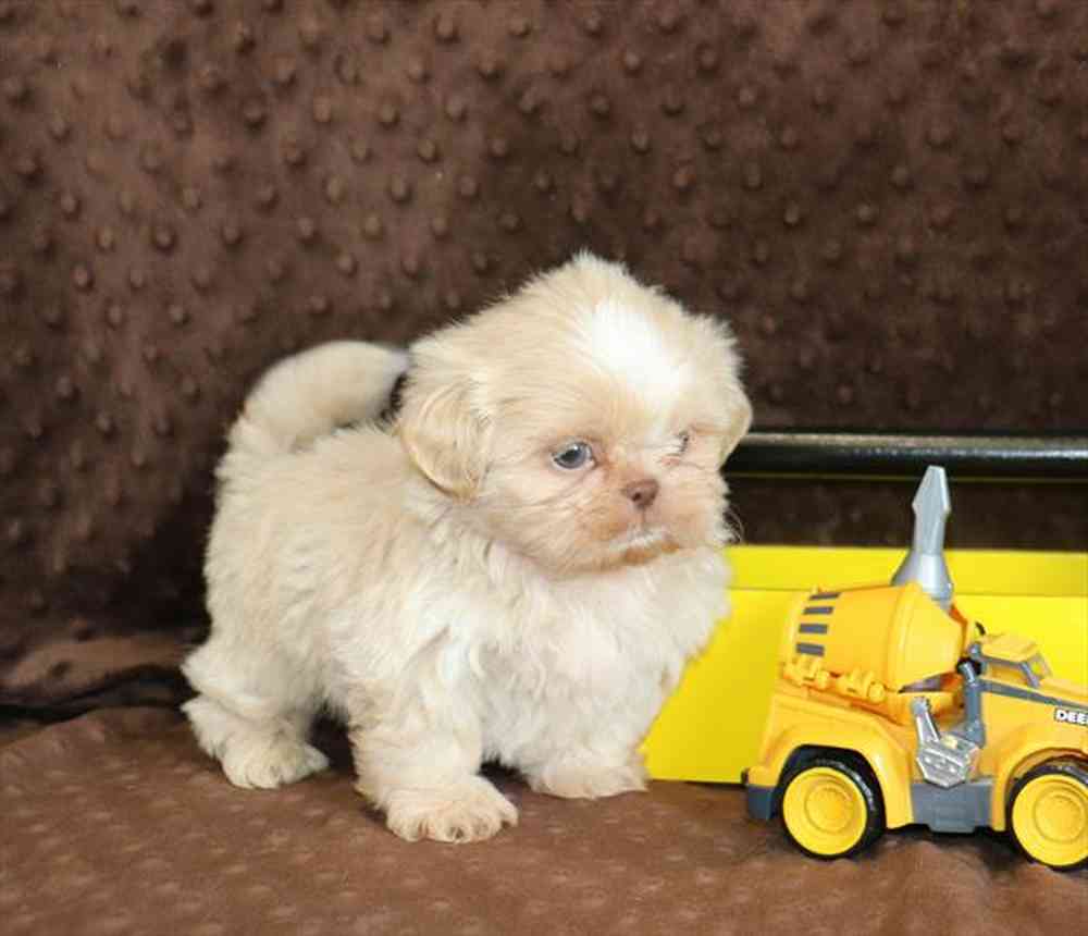 15942008953ceb1-7154-4a32-999d-26f071af2775179.4shihtzu.JPG