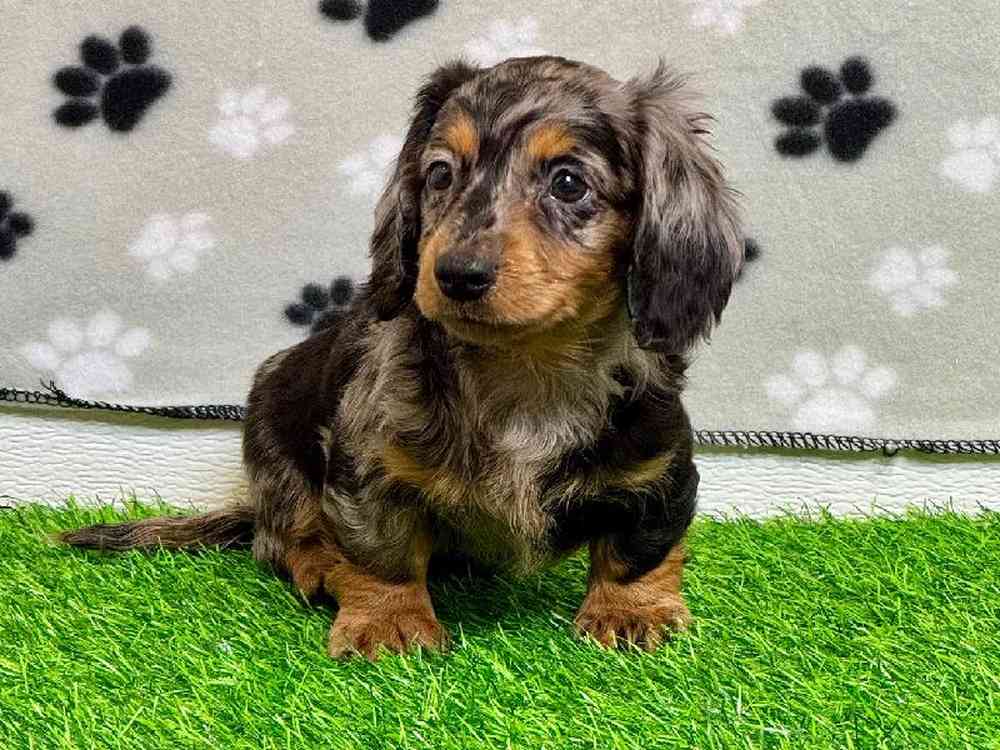 Female Dachshund Puppy for Sale in Arlington, TX