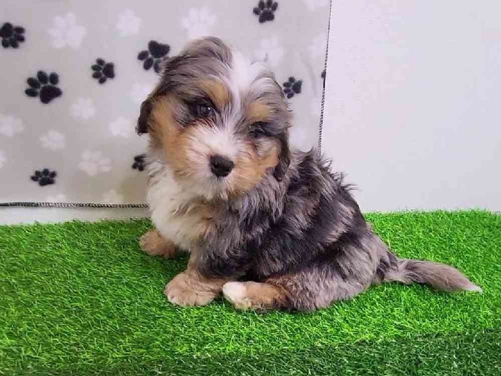 Male Bernedoodle Puppy for Sale in Arlington, TX