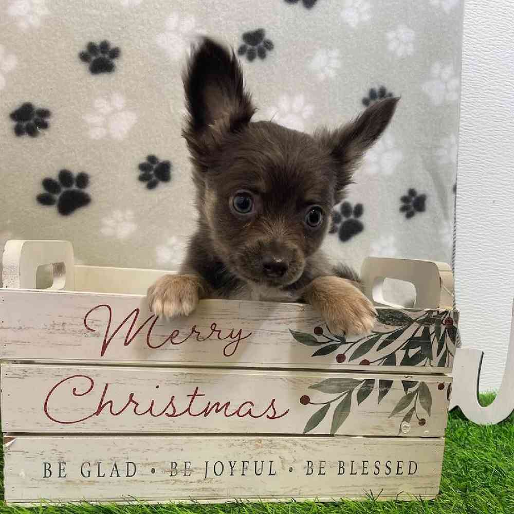 Male Chihuahua Puppy for Sale in ,