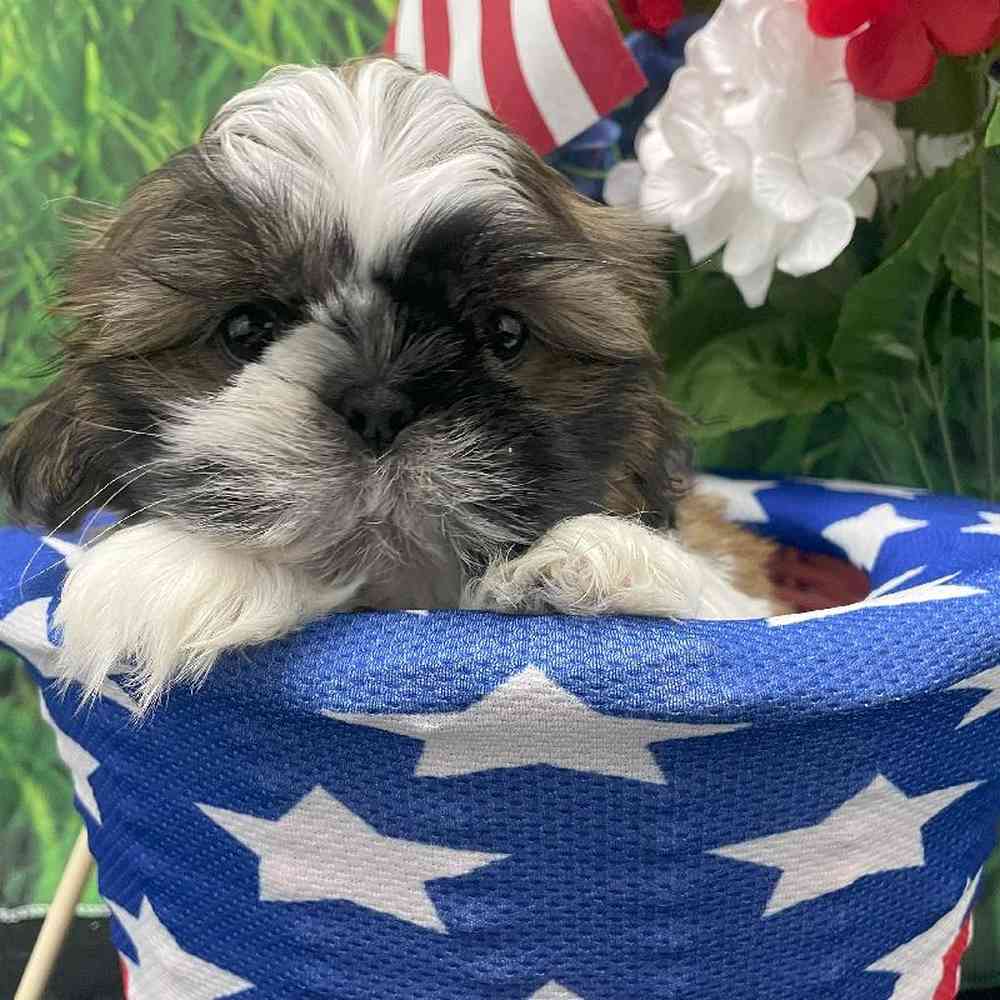 Male Shih Tzu Puppy for Sale in Little Rock, AR