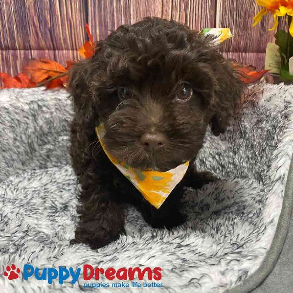 Female Cockapoo Puppy for Sale in Little Rock, AR