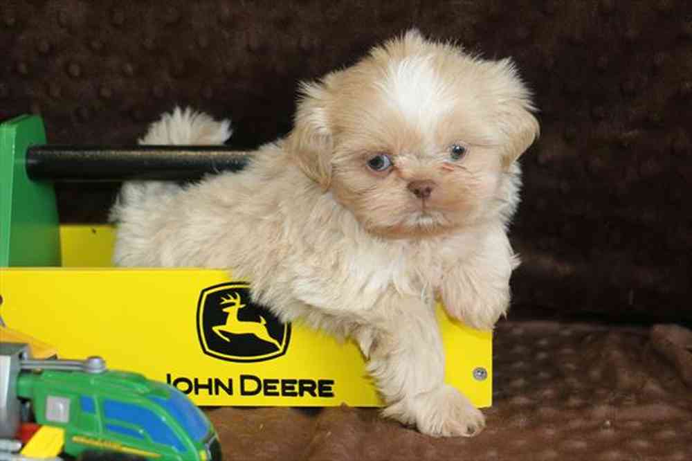 1594199fb58877d-a1f5-431b-97ac-832f055c00d6179.3shihtzu.JPG