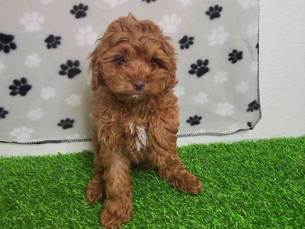 Female Cockapoo Puppy for Sale in ,