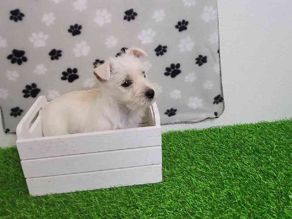 Female West Highland White Terrier Puppy for Sale in ,