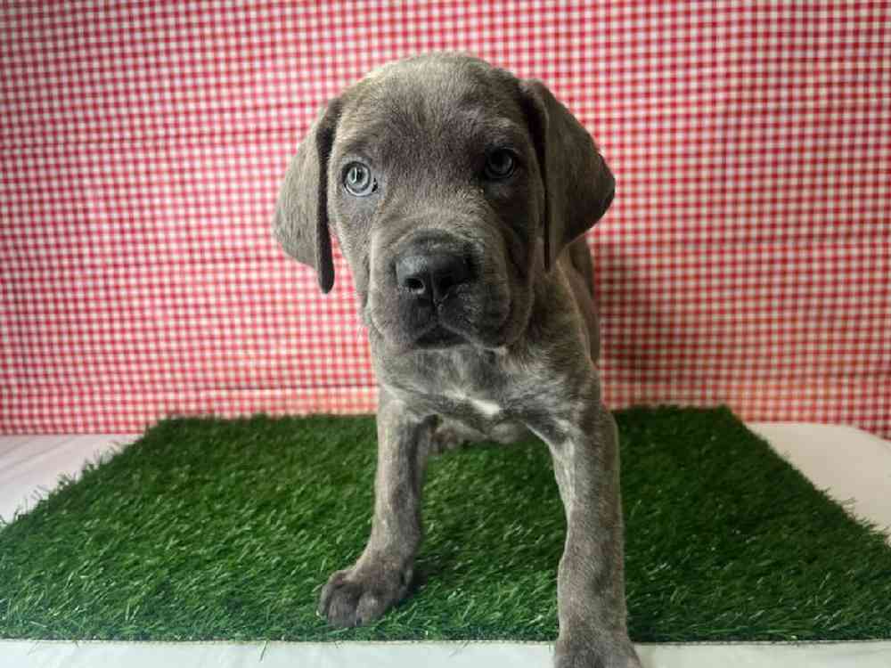 Female Cane Corso Puppy for Sale in ,