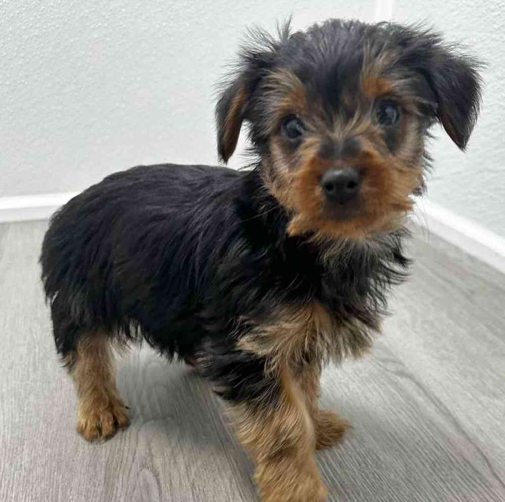 Male Yorkie Puppy for Sale in Little Rock, AR