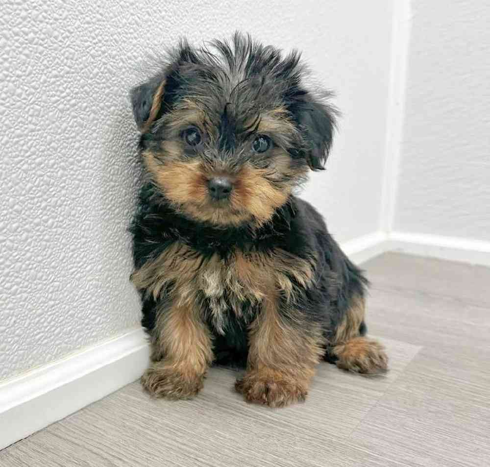 Female Yorkie Puppy for Sale in Little Rock, AR