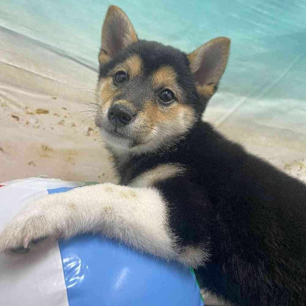 Female Shiba Inu Puppy for Sale in Little Rock, AR