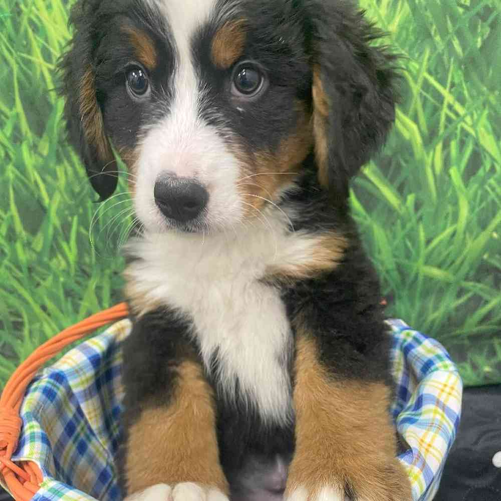 Female Bernese Mountain Dog Puppy for Sale in Little Rock, AR