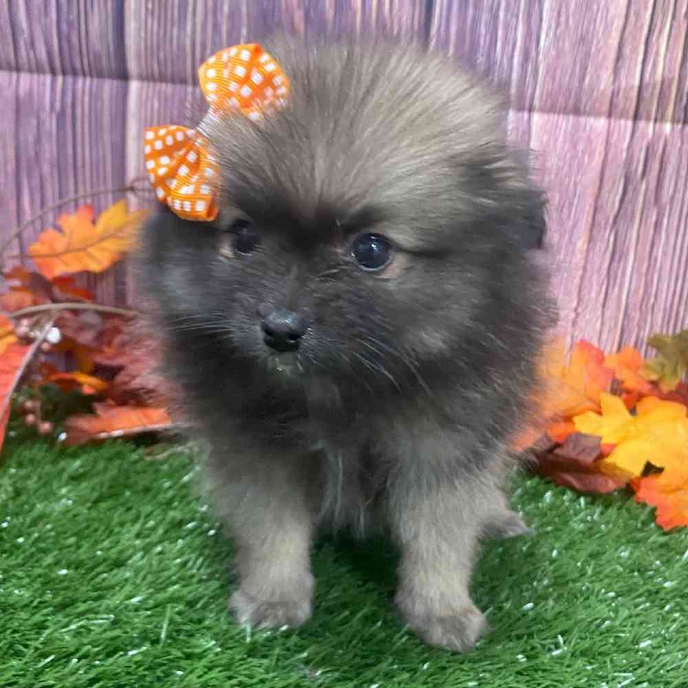 Female Pomeranian Puppy for Sale in Little Rock, AR