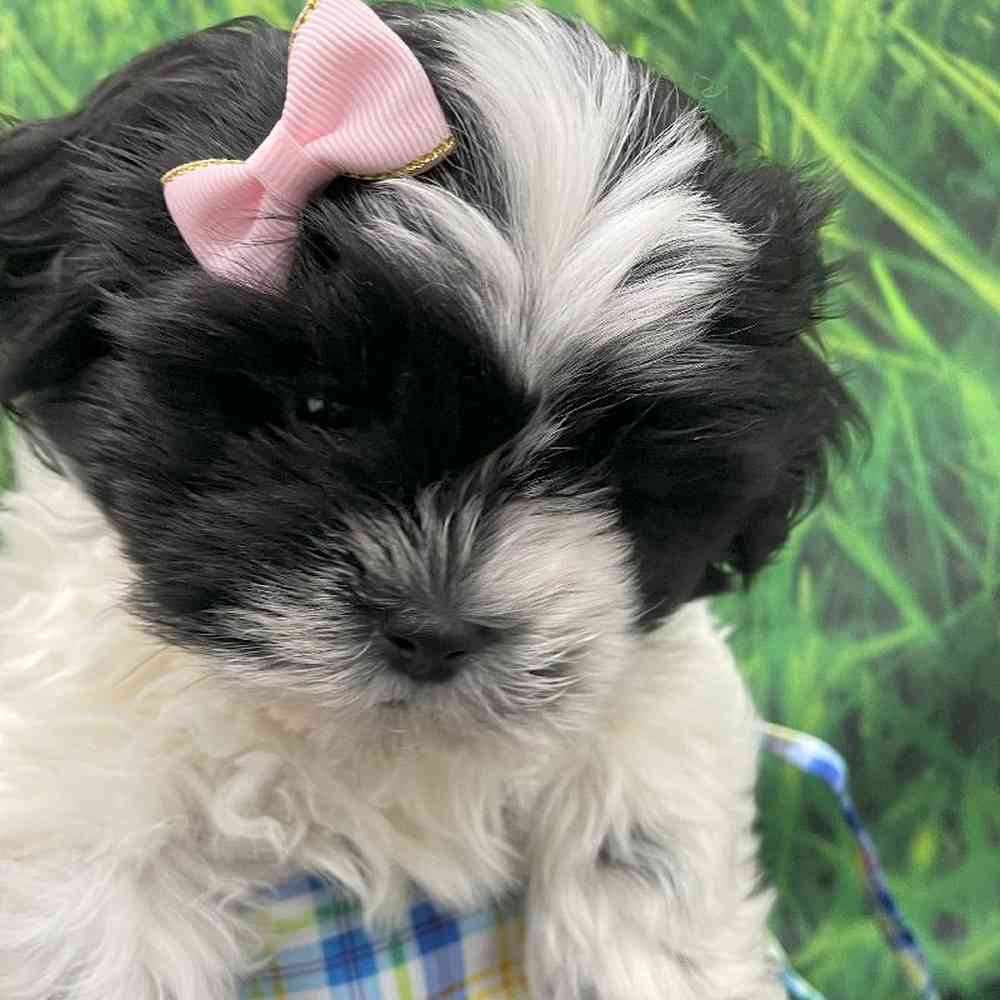 Female Shih Tzu Puppy for Sale in Little Rock, AR