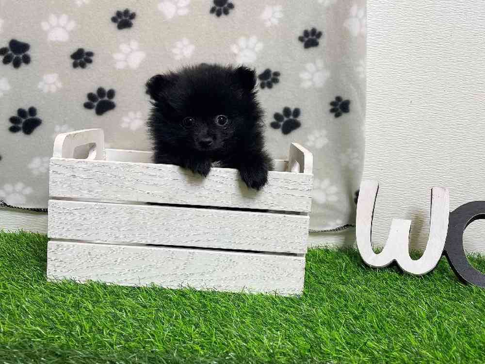 Female Pomeranian Puppy for Sale in ,