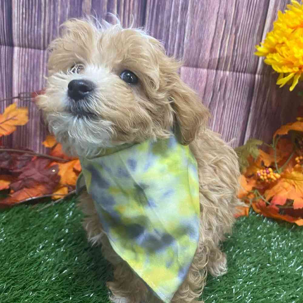 Male Mini Goldendoodle Puppy for Sale in Little Rock, AR