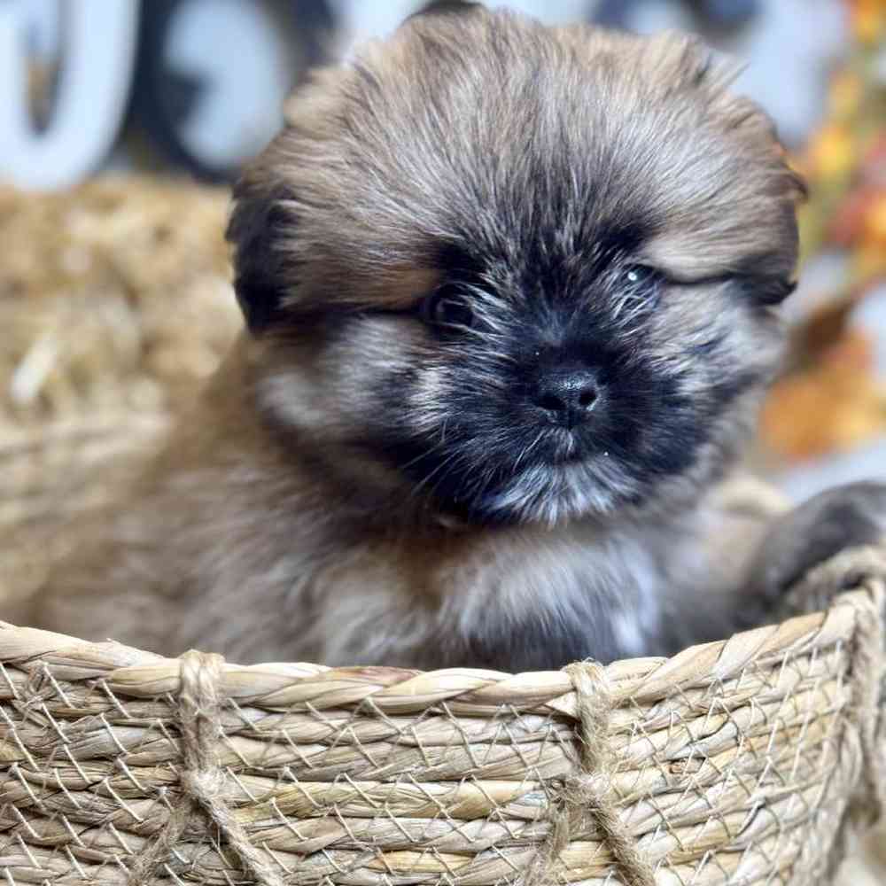 Male Shiranian Puppy for Sale in Garland, TX