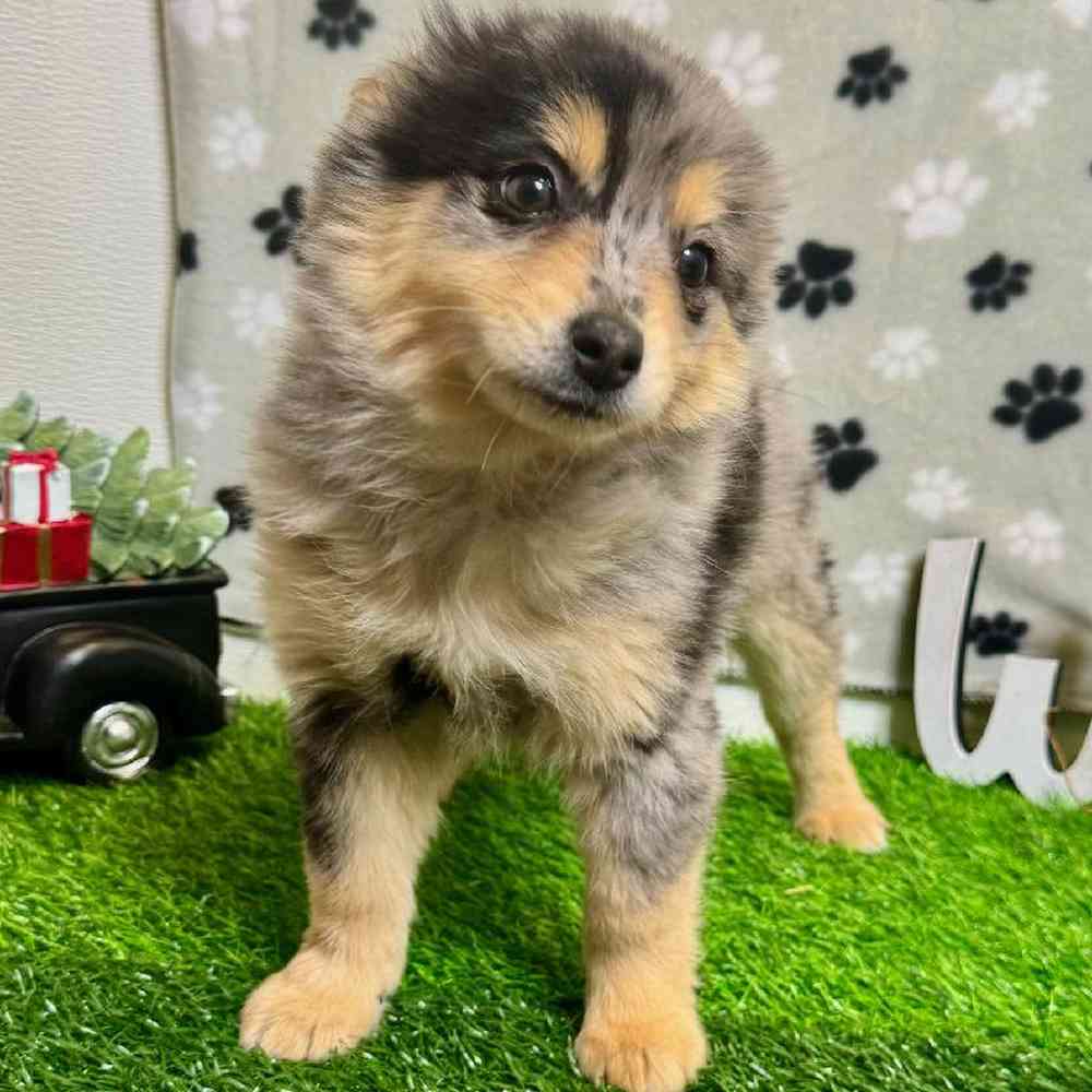 Female Pomsky Puppy for Sale in Arlington, TX
