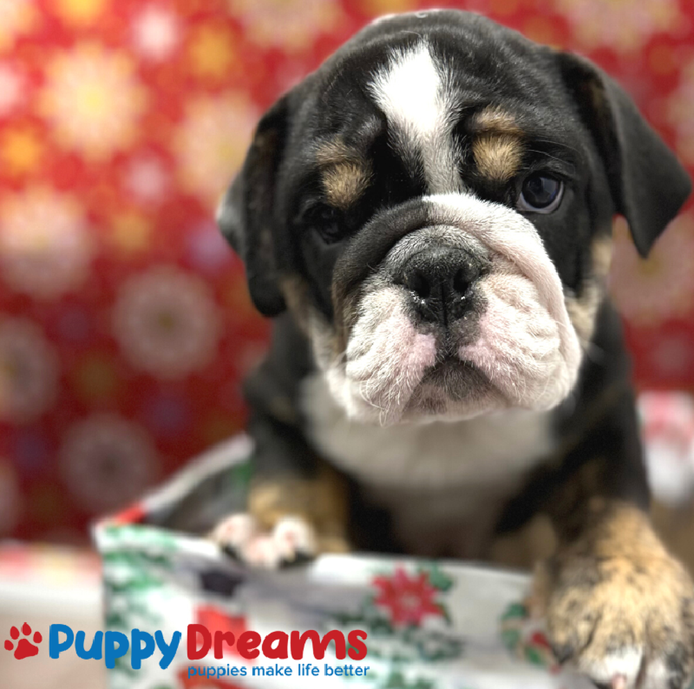 Male English Bulldog Puppy for Sale in Little Rock, AR