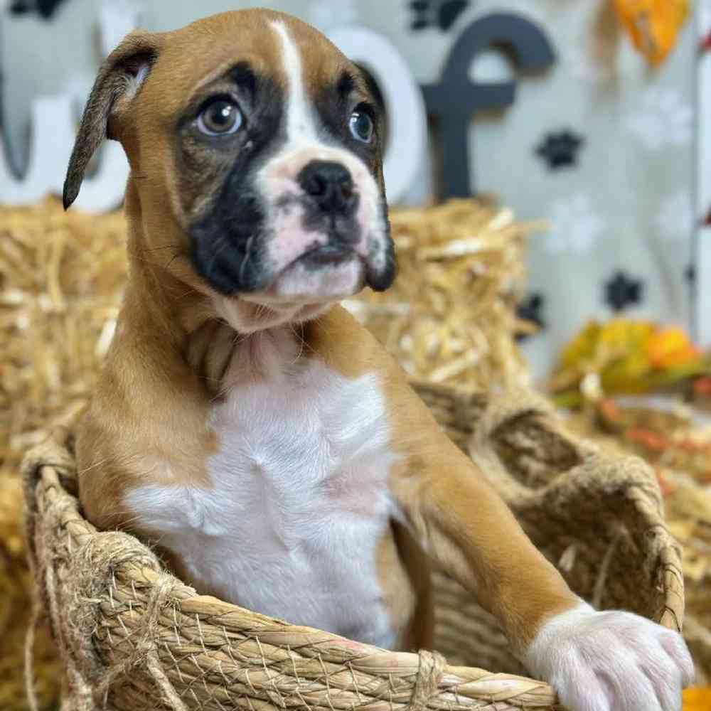 Male Boxer Puppy for Sale in Carrollton, TX