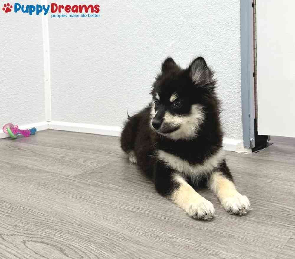 Female Pomsky Puppy for Sale in Little Rock, AR