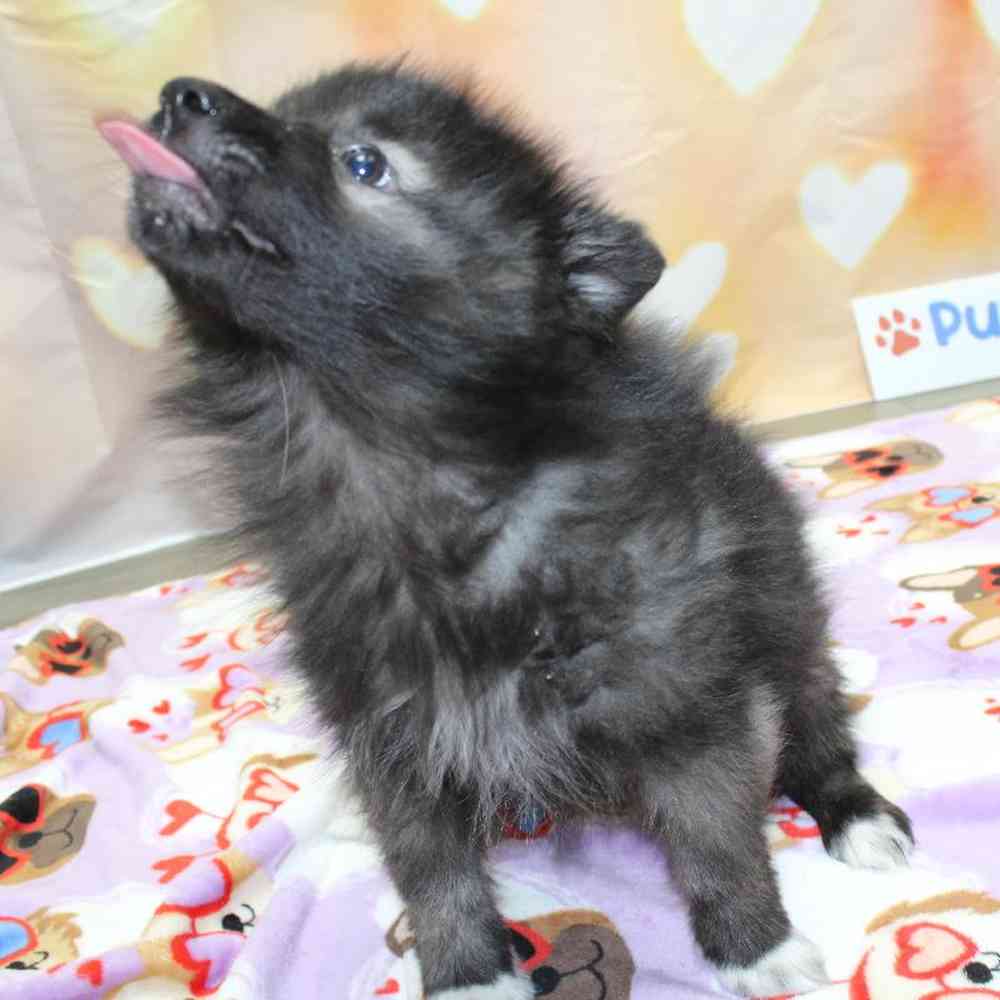 Female Keeshond Puppy for Sale in Wichita, KS