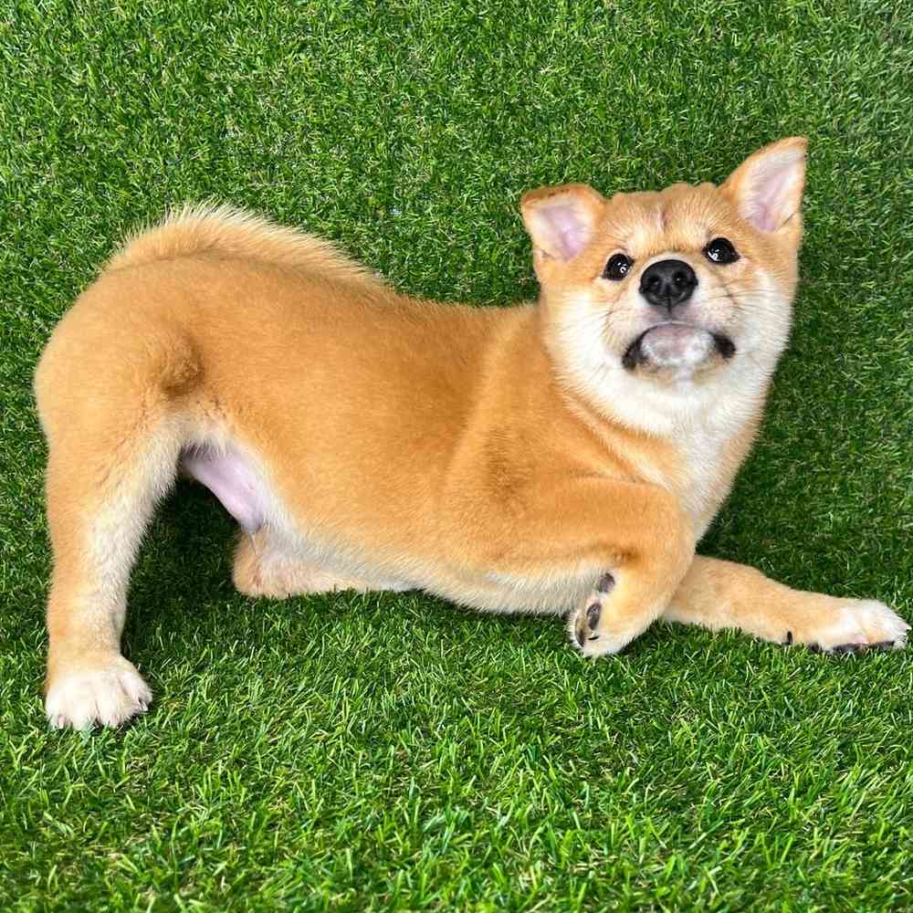 Hot corgi inu for sale Store