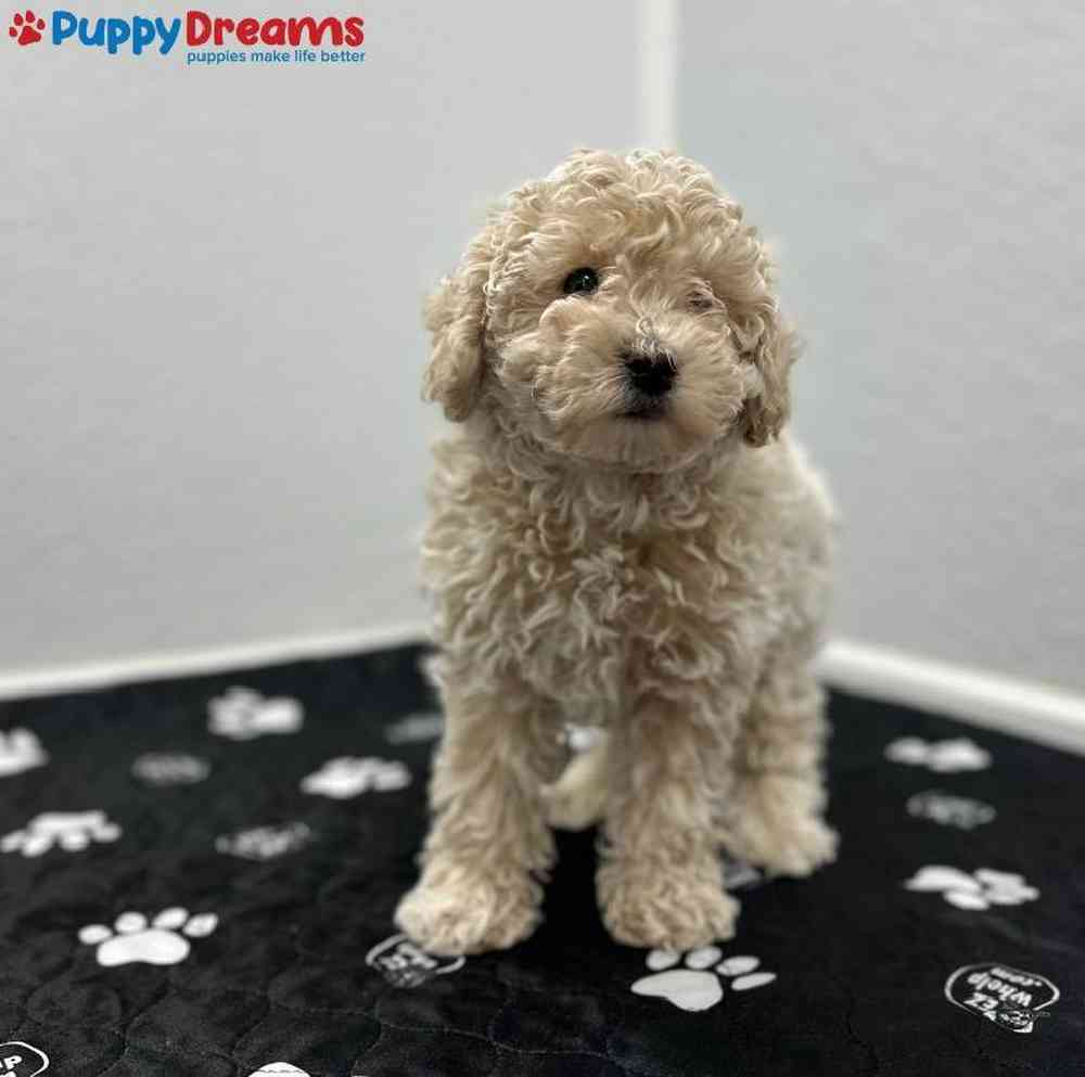 Male Mini Poodle Puppy for Sale in Little Rock, AR