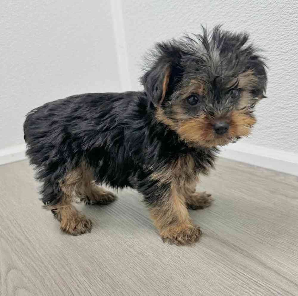 Female Yorkie Puppy for Sale in Little Rock, AR