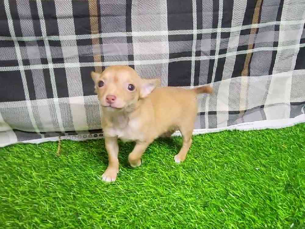 Female Chihuahua Puppy for Sale in ,